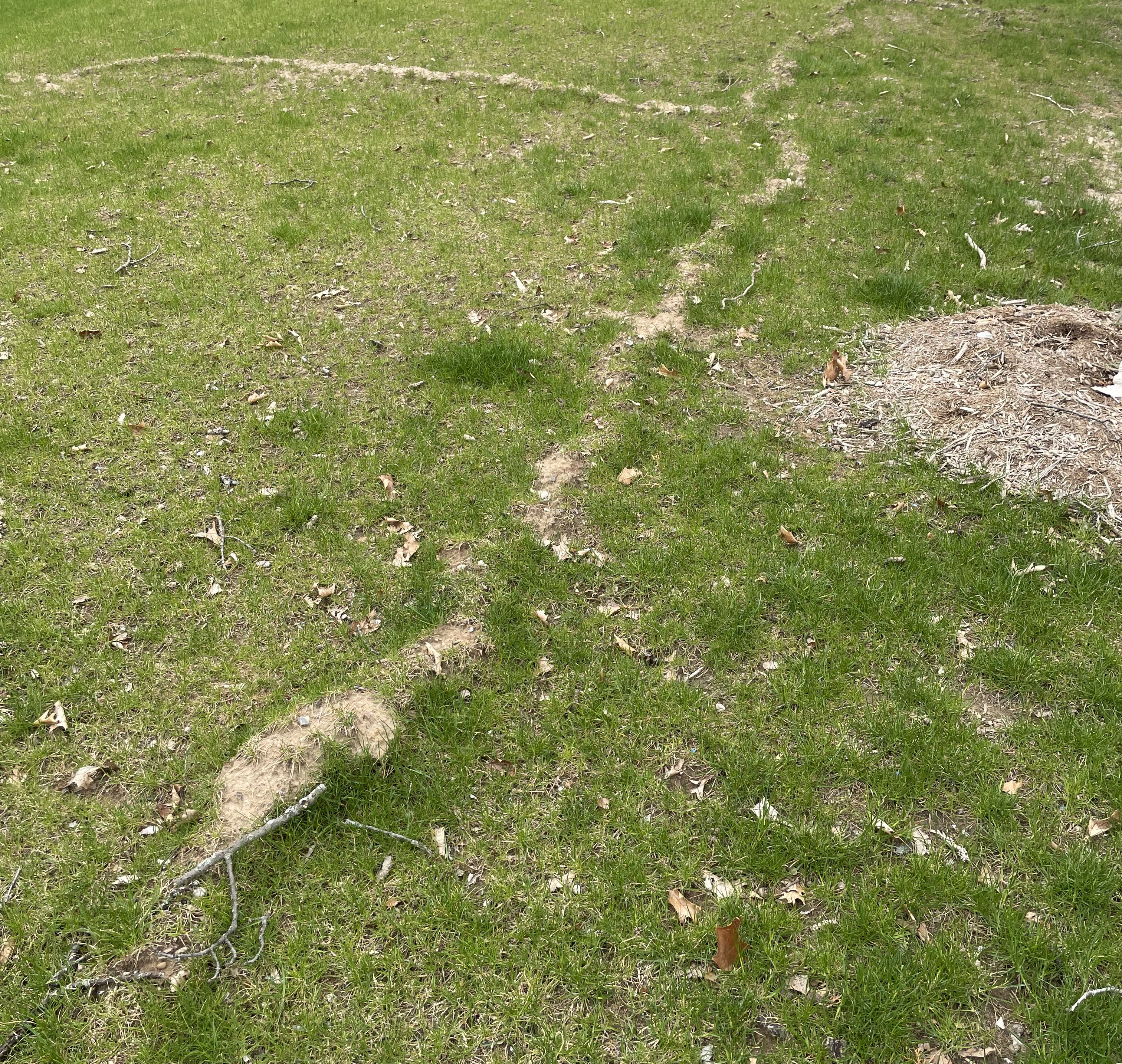 A mole trail in a yard.